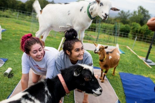 MauiGoatYoga