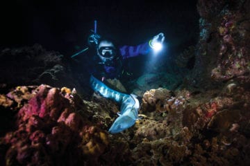 Shallow Reefs Night Dive - Waikiki | underwater world | Waikiki Adventures