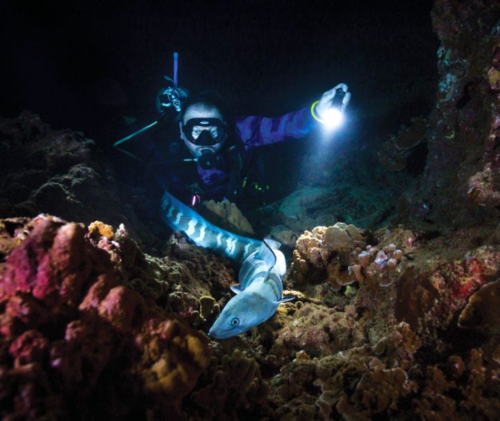 Shallow Reefs Night Dive - Waikiki | underwater world | Waikiki Adventures