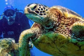 Shallow Reefs Two Tank Dive Wakiki | Explore Oahu | Waikiki Adventures