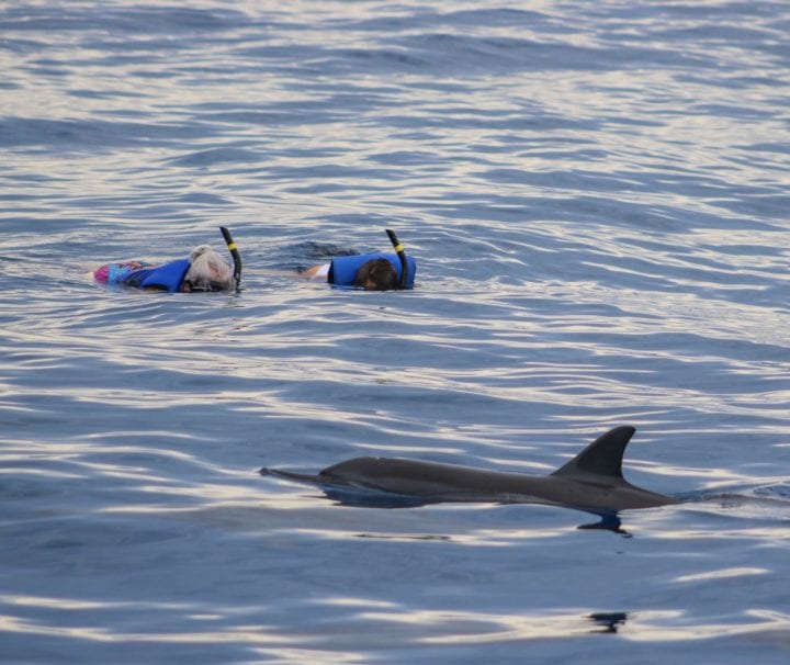 Swim With Dolphins