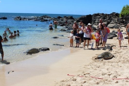 Turtle Eco AdvCircle Island Tour Snorkeling | Circle Island Eco Tour | Waikiki Adventuresenture