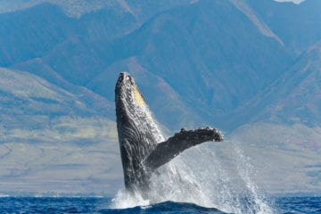 Whale Watching – Waikiki | Whale Watching – Waikiki | Waikiki Adventures