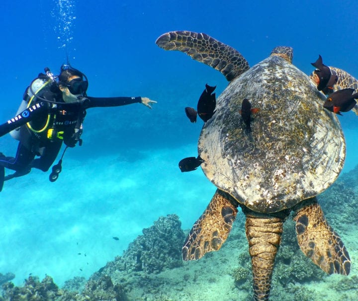 Hawaii Diving Adventures