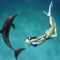 MORNING-Deluxe-Wild-Dolphin-Swim-and-Kealakekua-Bay-Snorkel MORNING-Deluxe-Wild-Dolphin-Swim-and-Kealakekua-Bay-Snorkel