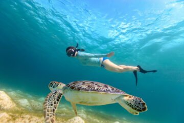 Snorkel and Sail North Shore