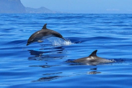 Swim with dolphins