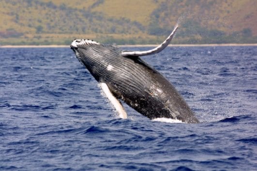 Whale Watching