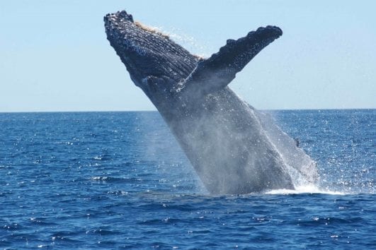 humpback-whale