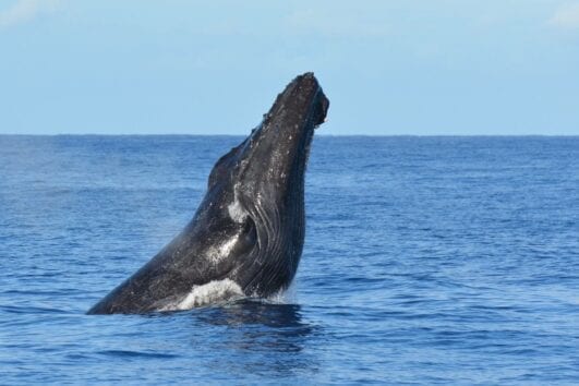 Big Island Whale Watching