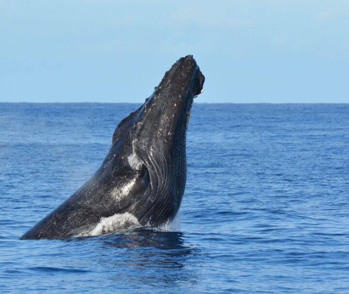 Big Island Whale Watching