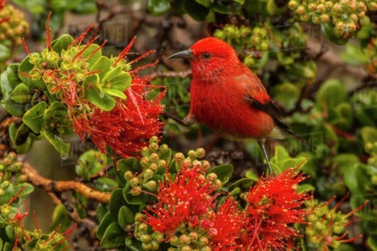 Hakalua Forest Adventure