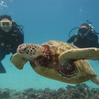 Scuba-Diving Scuba-Diving
