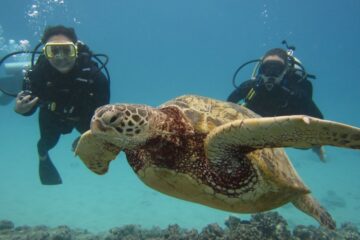 Scuba-Diving-Kailua-Kona