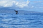 Maui humpbacks