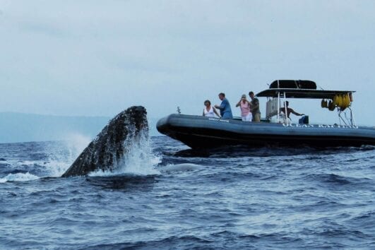 Whale Close Encounter