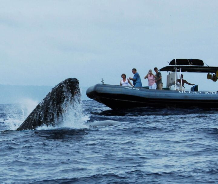 Whale Close Encounter