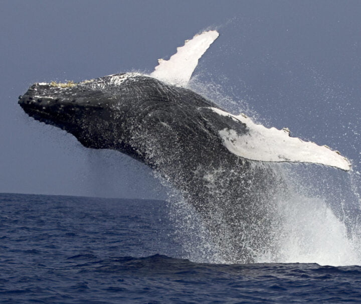 Kona Whale Watching