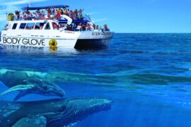 Snorkel & Dolphin Adventure