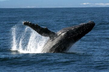 Humpback Whale Exploration