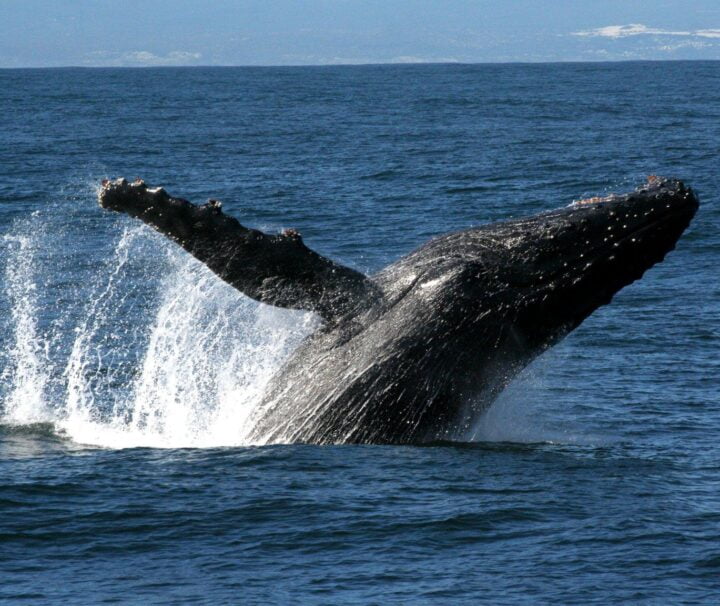 Humpback Whale Exploration