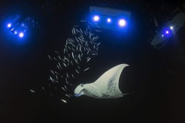 Night Manta Ray Snorkel