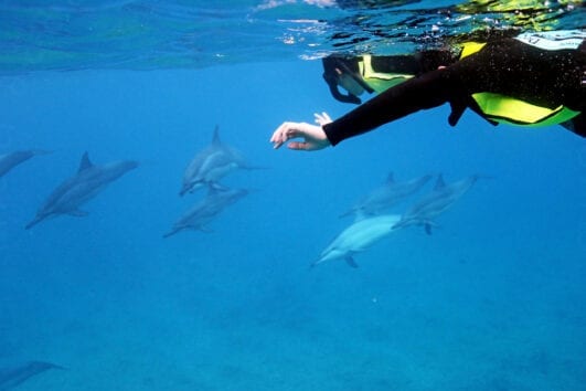 Swim with Dolphins