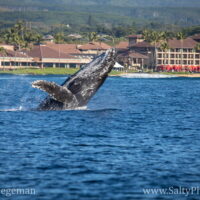 Ultimate Whale & Dolphin Zodiac Boat Adventure 4 Ultimate Whale & Dolphin Zodiac Boat Adventure 4