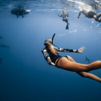 Shark Diving Shark Diving
