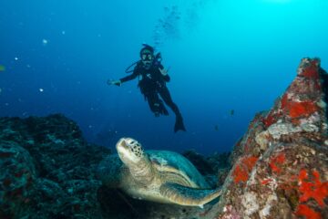 turtle diver female sue