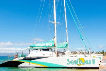 2 Hour Whale Watch Lahaina, Maui2 Hour Whale Watch · from $92.91Catamaran Whale Watch & Open Bar