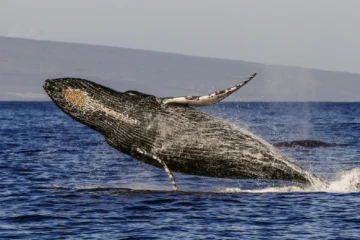 2 Hour Whale Watch Lahaina, Maui2 Hour Whale Watch · from $104.37Humpback Whales & Full Open Bar