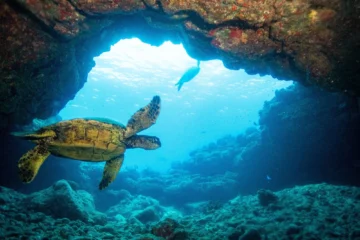 Koloa, Kauai2-Tank Boat Dive · from $239Certified Diver