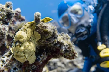 2-Tank Local Morning Dive Charter Kailua-Kona, Big Island2-Tank Local Morning Dive Charter · from $199Two-Tank Scuba, Lava Tunnels & Kona Reefs