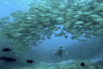 AFTERNOON SAILING & SNORKELING TOUR Kailua-Kona, Big IslandAfternoon Sailing & Snorkeling · from $125Pristine Waters and Vibrant Reefs