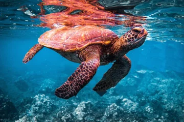 Afternoon West Maui Snorkel Lahaina, MauiAfternoon West Maui Snorkel · from $154.84Turtles, Pupus & Open Bar