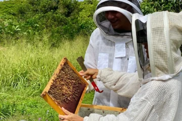 BEE FARM TOUR North Shore, OahuBee Farm Tour 路 from $110Honey Bees & Fresh Honeycomb
