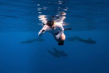 Best of the West - Premier Dolphin, Whale & Turtle Safari with Guided Snorkeling Waianae, OahuWest Dolphin & Turtle Safari · from $215Marine Wildlife, Snorkeling & Whale Watch