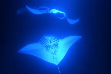 Kailua-Kona, Big IslandSunset and Manta Ray Snorkel · from $135Sail into Sunset, Snorkel with Manta Rays