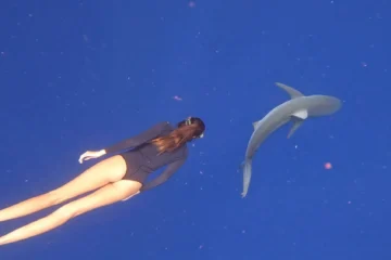 Cage-free Shark Tour North Shore, OahuCage-free Shark Tour 路 from $135Snorkel With Hawaii's Apex Predators