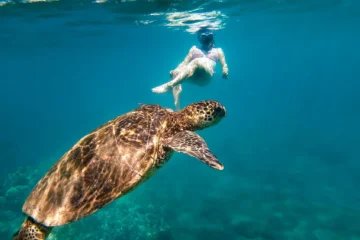 Captain Cook Snorkel Adventure Kailua-Kona, Big IslandCaptain Cook Snorkel Adventure · from $99.99100+ Tropical Fish & Captain Cook