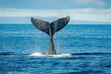 Classic Whale Watch Lahaina, MauiClassic Whale Watch · from $94.95Luxury Catamaran, Whale Songs & Open Bar