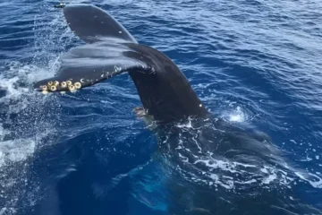 Waimea, Big IslandWhale Watch & Snorkel · from $175Humpback Whales, Turtles & Coral Reefs