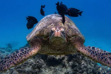 Coral Reef Dives OahuCoral Reef Dives · from $175Hawaiian Reef Fish & Turtles