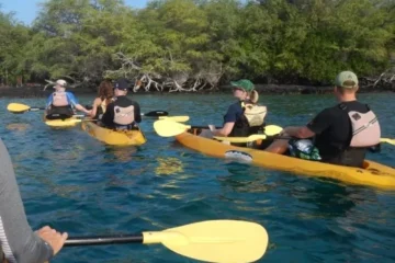 Captain Cook, Big Island Kayak & Snorkel Kealakekua Bay · from $79.95Captain Cook Monument & Reef Snorkeling