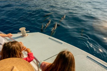 Kailua-Kona, Big IslandDeluxe Snorkel & Dolphin · from $149.99600+ Species & Dolphin Watching