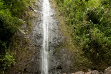 Waikiki, OahuDiamond Head & Waterfall Tour · from $149Diamond Head Views & Manoa Falls