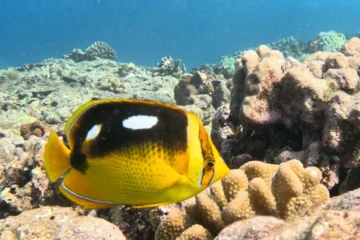 Discover Dive North Shore, OahuDiscover Dive 路 from $190First-Time Scuba Diving
