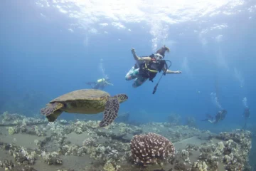 Discover Scuba from Shore Lahaina, MauiDiscover Scuba from Shore · from $140First Breaths Underwater