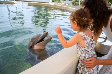 Dolphin Aloha Waimanalo, OahuDolphin Aloha · from $89.99Up-Close Dolphin Encounter & Park Admission